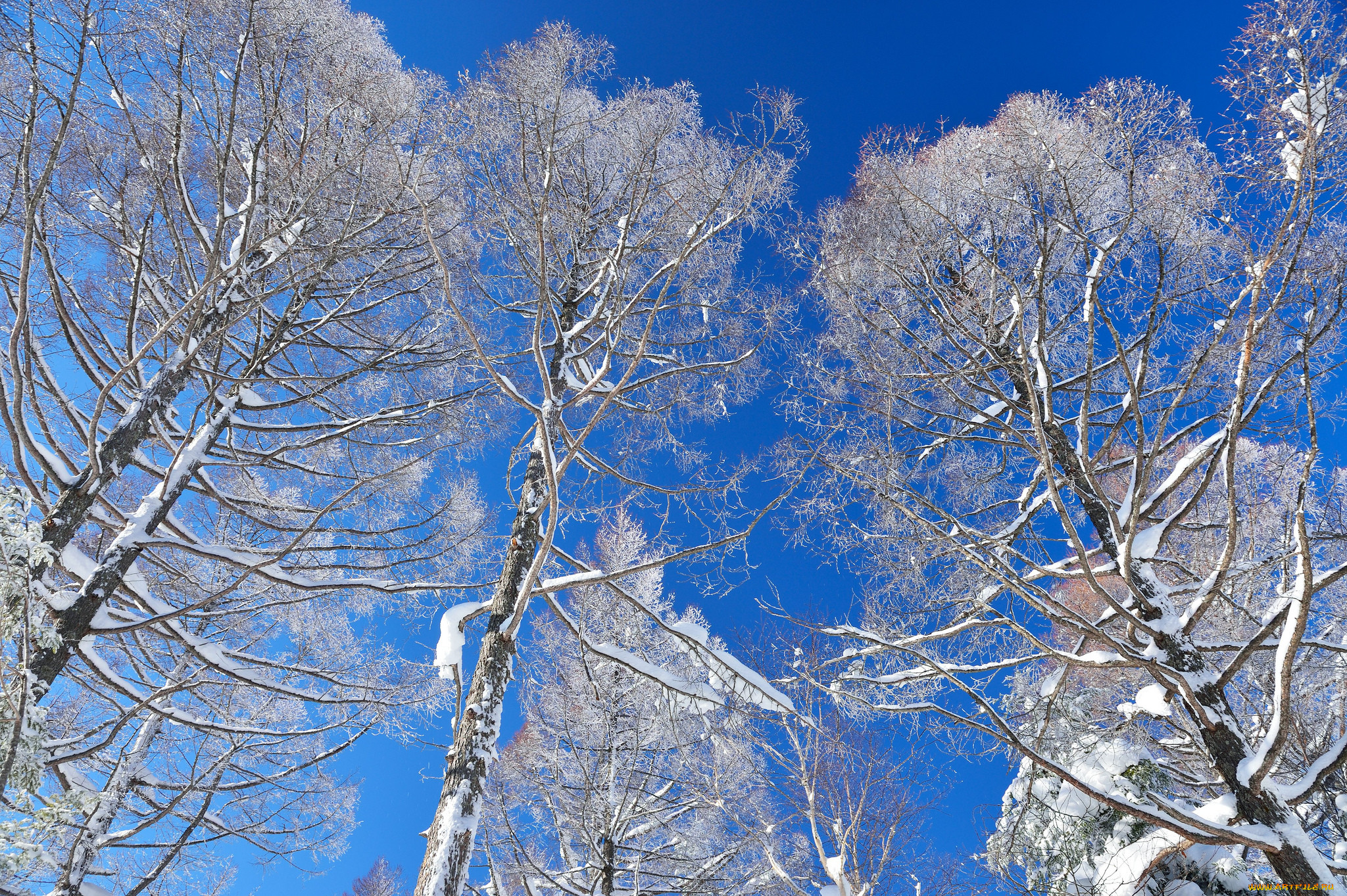 , , snow, winter, , , , trees, sky
